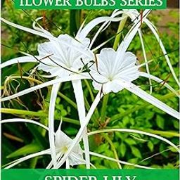 Udanta Scented Spider Lily Flower Bulbs For All Season - Pack Of 5 Bulbs (White)-image-29