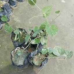 Deshi Parwal Vegetable Live Plant | Pointed Gourd | Male & Female (Pack of 2)-image-1