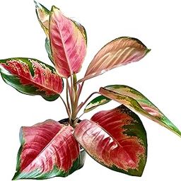 The Four Seasons Aglaonema Suksom Jaipong Variegated Rare Imported variety Natural Live Plant in Pot-image-77