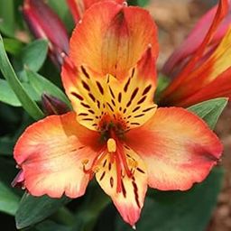 Floriculture Greens Imported Alstroemeria Perennial Flower Hybrid Quality Bulbs Home Gardening (Pack Of 5 Bryce Alstroemeria)-image-63