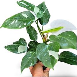 Garden Art Philodendron Live Plant With Grower's Pot | Rare Easy Growing, Low Maintenance Healthy Live Plant | (White Wizard)-image-73