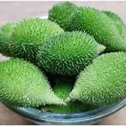 Kantola seeds desi || Seeds for desi kantola || 18 seeds-image-61