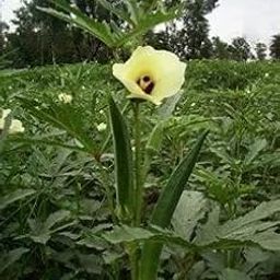 Bhendi Okra pack of 25 seeds-image-9