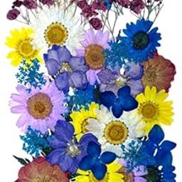 Blue Pressed Flowers for Resin Art – Pack of 1 Sheet | Dried Flowers for Candle, Jewelry, Nail Art, Pendants & Floral Decor-image-95