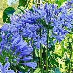 PLANTOGALLERY Flower Bulbs | Agapanthus Lily/African Lily | Blue Color | Variety Brilliant Blue | Grow All Season Flower Bulbs | for Pot & Home Garden | Pack of 2 Bulbs-image-50