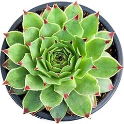 Red Tip Laxmi Kamal Succulent Plant | Common houseleek | Indoor & Outdoor Plant | Live and Healthy Plant | Red Tip Sampervivum | Vastu Plant | Best For Gifting | Easy to Grow Plant-16