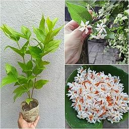 Rukonza Harsingar Night Flowering Jasmine Plant, Live Parijat with White Fragrant Flowers, Pack of 1-image-12