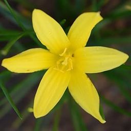 myBageecha - Rain Lily 'Flavisissima' + Yellow + Flowering Bulbs (Pack of 10) | Premium Flower Bulbs for Home Gardening | Fresh bulbs for Flower Pots-image-14