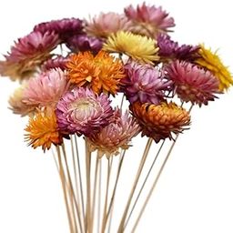 IDIKA Living Straw Flower Dried Flower | Multicolour Mix | Set of 50 Pieces | 3 cm Diameter | Vibrant Dried Blooms for Crafting and DIY Decorations(Mix )-19
