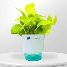 Green Tropicals Golden Money Plant With Self Watering Pot, Indoor Low Maintenance, Air Purifying, Perfect for Home and Office, Gifting (White(1))-image-61