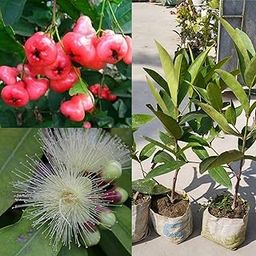 Natura GreenHouse Hybrid Air Layering Water apple live plant Red Water Apple Plant Pink Water Apple Live Plant Pink Red Jamrul Pink Red Wax Apple Live Plant-image-65