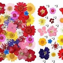 Litvibes Dried Pressed Real Flowers Colorful Natural Dried Flowers Daisies for Candles Handmade Art & Crafts Epoxy DIY Resin Pendant Jewellery Gifts Accessories Nail Art - Pack of 40 Flowers-22