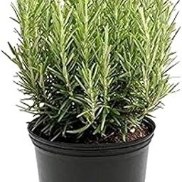 Big planter Live Plant Rosemary Medicinal Herbal Wellness for Indoor,Outdoor Gardens Healing Delight Succulent Plantrosemary with Pot 1-Pack-image-94