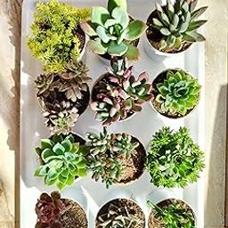 Farm Storey Assorted succulent plants set of 12, Any 12 live succulent plants variety, BARE ROOTED (without pot & without soil)-22