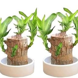 AnjaliPlants Foundation COMBO OF 2 Lucky Brazil Wood | Indoor Live Plant | Lucky Brazilian Wood Plant for Living Room, Feng Shui Plant, Lucky Bamboo Plant-image-31