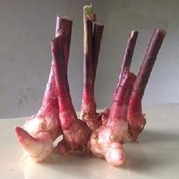 10 Pcs Exotic Insulin Costus Igneus Medicinal Plant Rhizomes For Planting(Pack Of 10)-image-84