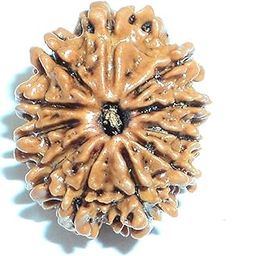 11 Mukhi Rudraksha Bead Eleven Faced Nepali Rudraksh Bead Original & Certified 11 Mukhi Rudraksha Bead for Men and Women, Color Brown, Origin Nepal By REBUY-22