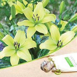 Mphmi Seedless Plant Plants Asiatic Lily, Trebbiano Longiflorum (Soft Yellow) - Bulbs (set of 5)-image-4