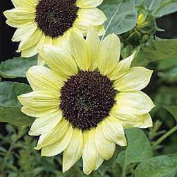 M-Tech Gardens Rare Sunflower " Valentine " Exotic 30 Seeds for Growing-image-79