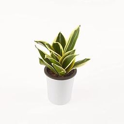 Ratanshi Agro Hortitech Sansevieria Lotus Live Indoor Plant with 4" Self Watering Pot | Snake Plant Lotus Succulent-image-32