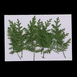 12 Pieces Natural Pressed Real Dried Flower Wormwood Leaf for Soap Candle Making Decoration Resin Casting DIY Home Ornament 8cm-image-54