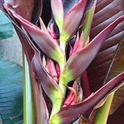 Radha Krishna Agriculture® Imported Heliconia Summer Flower Bulbs For Gardening (Pack Of 2 Purple Colour Flower Bulbs)-image-91