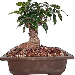 Mphmi Live Plants Grafted Bonsai Ficus Live Plant Indoors Outdoors with Free Pot-image-8