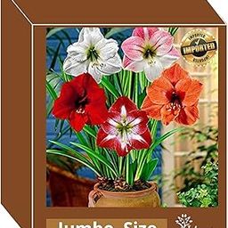 Live Green Amaryllis Jumbo Big Size Rare Flower Bulbs Pack of 4 Bulbs By Udanta®-image-30