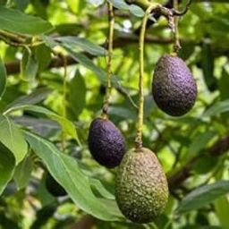 The Entacloo Avocado Plant (KH-337)-image-51