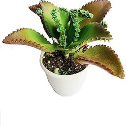9BLOOMS Natural Small Mother of Millions Plant - Outdoor/Indoor Oxygen & Air Purifier Succulent Plant for Home, Living Room, Table, Office Desk, Wedding Or Party Decor - In 3 to 4 Inch Pot By 9Blooms-picture-16