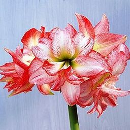 Dutch Amaryllis Lily Double Flower Bulbs Multi-Color Pack of 6 Bulbs-image-3
