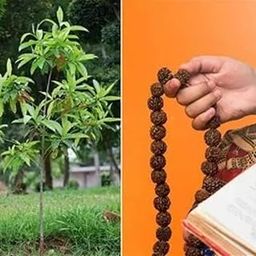 Dishita - Go Green Live Rudraksha Plant (Nepal Origin) | Authentic Himalayan Rudraksha | Original Spiritual Tree Sapling-image-62