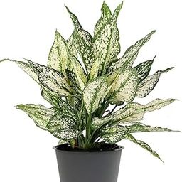 SNOW WHITE (Aglaonema snow white) live plant-image-70