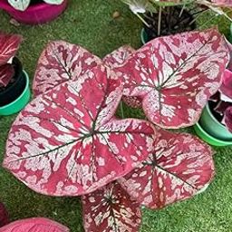 Ritz Farming® Beautiful Caladium flower bulbs multicolor shade 25 Flower Bulb For Indoor & Outdoor Gardening Pack of 3-image-44