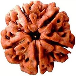 Five mukhi Rudraksha Natural bead & Certified | Astrological 5 Mukhi/Faced Rudraksha bead Unisex Both for Men & Women-picture-37
