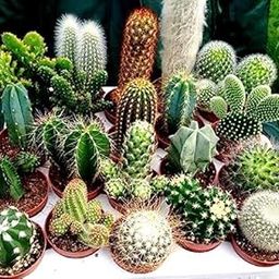NooElec Seeds India All Seasons Cactus Seed Mix 50+ Assorted Cacti Seeds For Planting Indoors And Outdoors Different Varieties-image-25