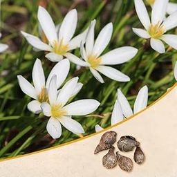 Mphmi Seedless Plant Plants Zephyranthes Lily, Rain Lily (White) - Bulbs (set of 10)-image-94