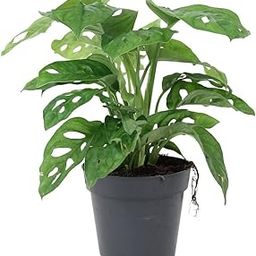 Creative Farmer Gardening Plant Monstera Adansonii, 8.5 Cm Pot Indoor Plants For (Air Purifier Healthy Live Plant)-image-63