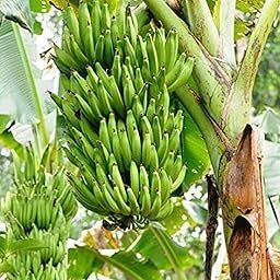 Creative Farmer Tissue Culture Nendran Swarnamukhi Banana Plant Garden Plant (1 Healthy Live Plant) (PLANT-85-NENDRAN$ll@)-image-95