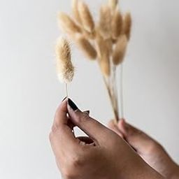 Whispering Homes Bunny Tail Dried Pampas Grass for Home & Office Decor | Natural Brown| 15 Stems-image-38