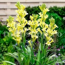 Oakwood Farms� Imported Variety Rajnigandha Yellow Color Double Flowering Fragrant Polianthes Tuberosa Flower Bulbs For Home Gardening pack of 5 flower bulbs-image-92