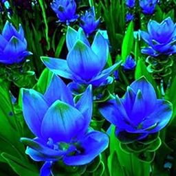Radha Krishna Agriculture Curcuma Blue Wonder Flowers Pack of 8 Bulbs for Your Beautiful Garden.-image-7