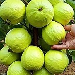 GreenCaart Thai Guava Plant Hybrid, All Seasons Sweet Variety, Seedless Amrud Tree, Pack of 1, Fruit After 1 Year-image-38