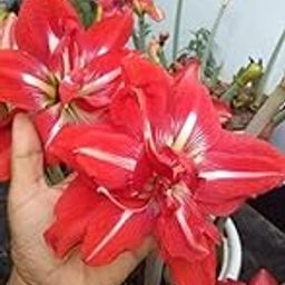 Urban Gardens Multi Petal Red Star Amaryllis Lily Bulb Or Hippeastrum Lilly Bulb (Pack of One Bulb)-image-70