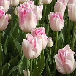 GrowZid Imported Tulip Perennial Flower Hybrid Quality Bulbs Easy to Grow Home Gardening Pack Of 3 Tulip Infiniti-image-12