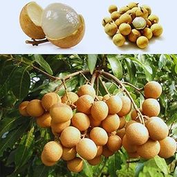 "Neutral Green World" Live Longan Plant,(Height 1-2 Feet), Sweet Tropical Fruit Tree, Outdoor Growing, Fresh Helthy & Hybrid Grafted Outdoor Plant, Fruit After 18 Month [ Pack Of -1 ]-image-19