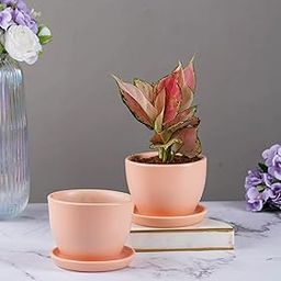 Nurturing Green® Set of 2 Modern Blush Pink 'Millennial' Ceramic Pots (Plants Not Included) for Home, Indoor Décor & Gifting (Size: Small (4.25 Inch Wide) | Comes with Bottom Plates)-image-22