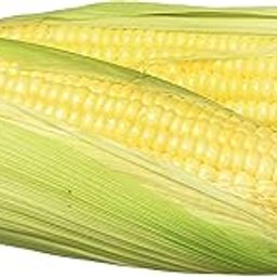 Fresh Organic Sweet Corn, American, 1 Piece-image-70