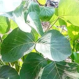 KD_PALASH_LEAVES_ Fresh_Dhak ke patte/Palash,Butea plant leaves/Dhak ke teen paat for Lal Kitab Remedy Pact of 21, 21x3= 63 count-image-82