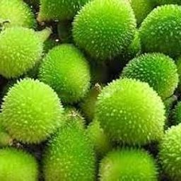 Spiny gourd plant live root, root for spiny gourd plant (pack of 1)-image-28